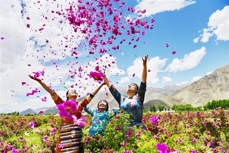 西藏拉萨市达孜区200亩户外生态玫瑰竞相绽放 游客可现场采摘